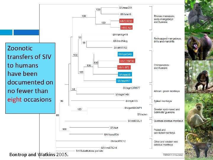 Zoonotic transfers of SIV to humans have been documented on no fewer than eight