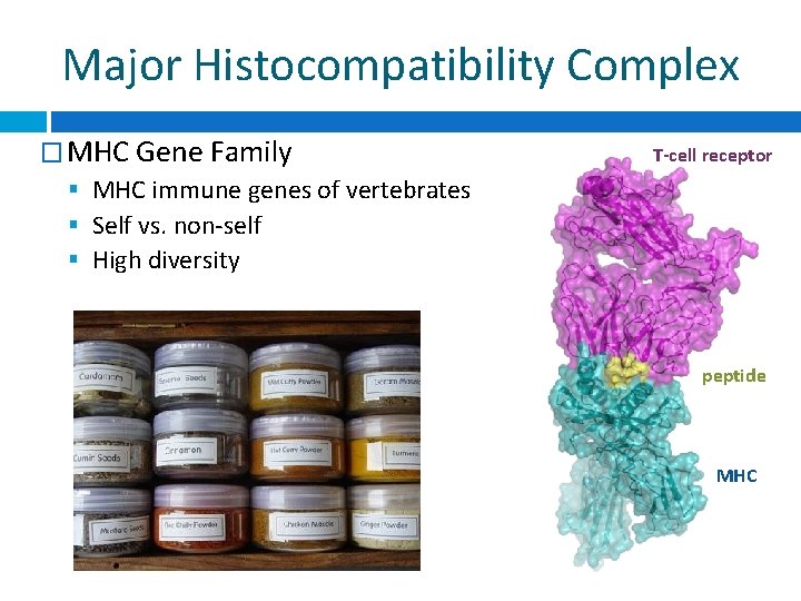 Major Histocompatibility Complex � MHC Gene Family MHC immune genes of vertebrates Self vs.