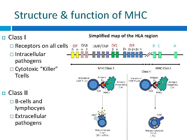 Structure & function of MHC Class I � Receptors on all cells � Intracellular