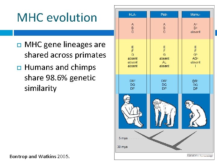 MHC evolution MHC gene lineages are shared across primates Humans and chimps share 98.