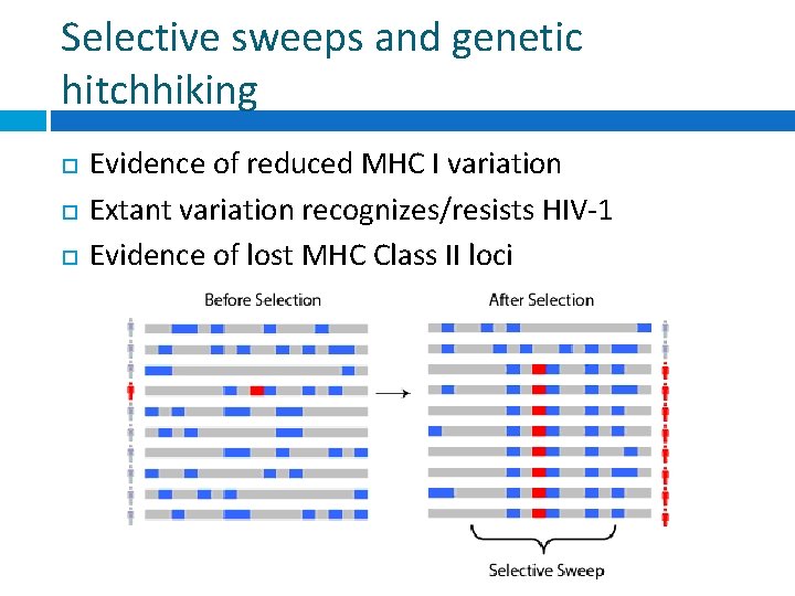 Selective sweeps and genetic hitchhiking Evidence of reduced MHC I variation Extant variation recognizes/resists