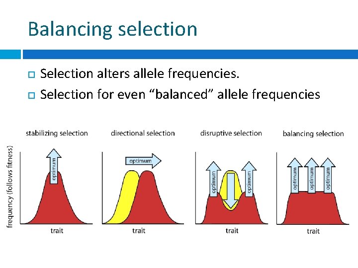 Balancing selection Selection alters allele frequencies. Selection for even “balanced” allele frequencies 