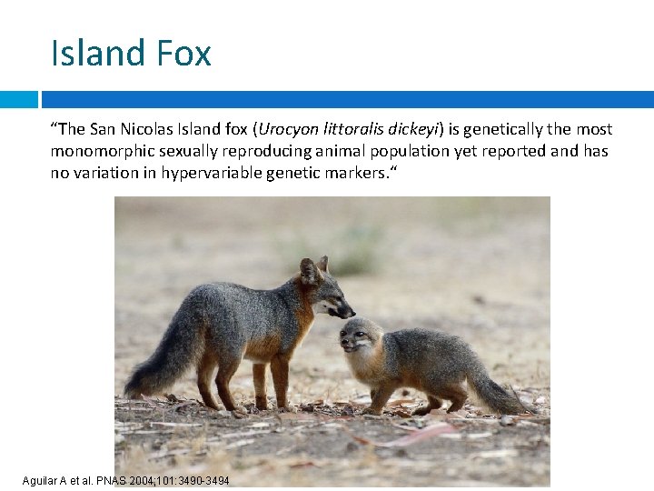 Island Fox “The San Nicolas Island fox (Urocyon littoralis dickeyi) is genetically the most