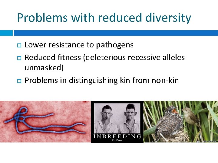 Problems with reduced diversity Lower resistance to pathogens Reduced fitness (deleterious recessive alleles unmasked)