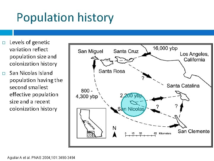 Population history Levels of genetic variation reflect population size and colonization history San Nicolas