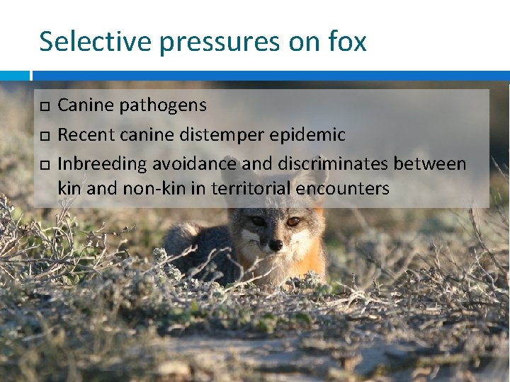 Selective pressures on fox Canine pathogens Recent canine distemper epidemic Inbreeding avoidance and discriminates