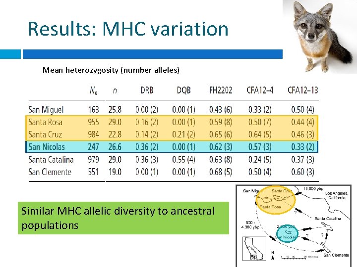 Results: MHC variation Mean heterozygosity (number alleles) Similar MHC allelic diversity to ancestral populations