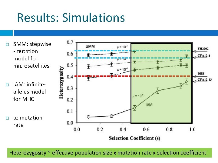 Results: Simulations SMM: stepwise -mutation model for microsatellites IAM: infinitealleles model for MHC μ: