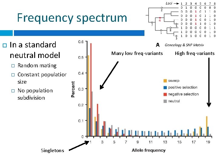Frequency spectrum In a standard neutral model � � � Random mating Constant population