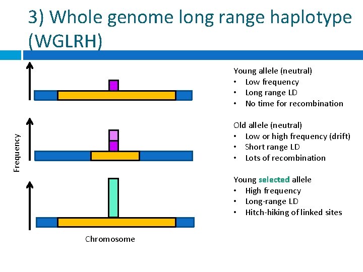 3) Whole genome long range haplotype (WGLRH) Young allele (neutral) • Low frequency •