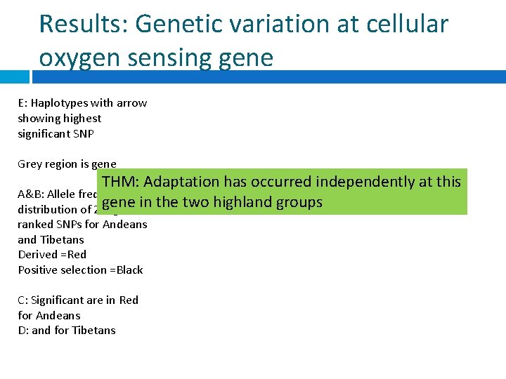 Results: Genetic variation at cellular oxygen sensing gene E: Haplotypes with arrow showing highest