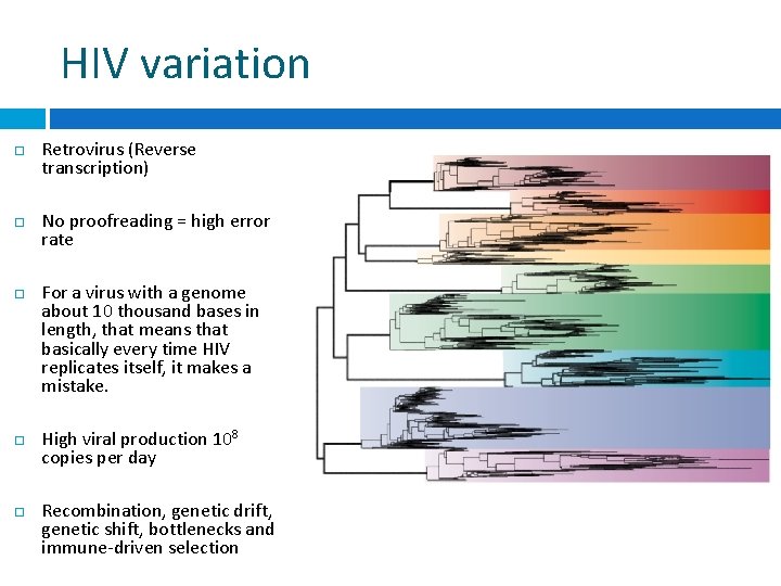 HIV variation Retrovirus (Reverse transcription) No proofreading = high error rate For a virus