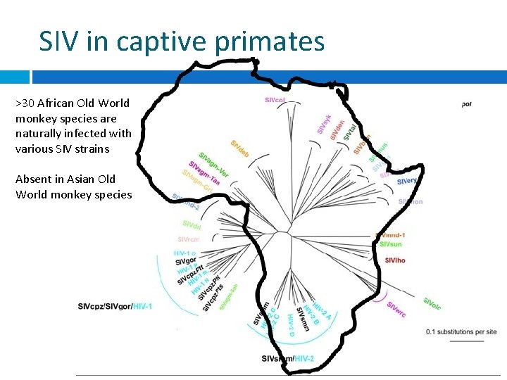 SIV in captive primates >30 African Old World monkey species are naturally infected with