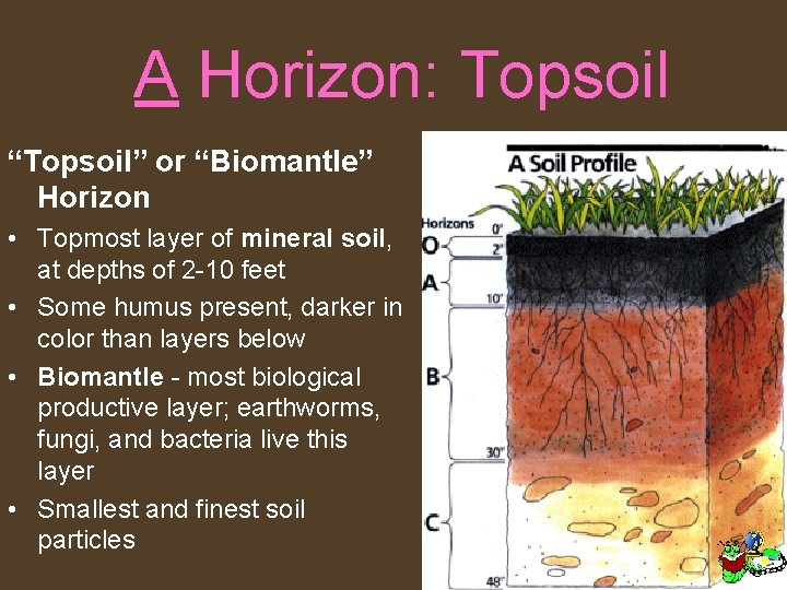 A Horizon: Topsoil “Topsoil” or “Biomantle” Horizon • Topmost layer of mineral soil, at