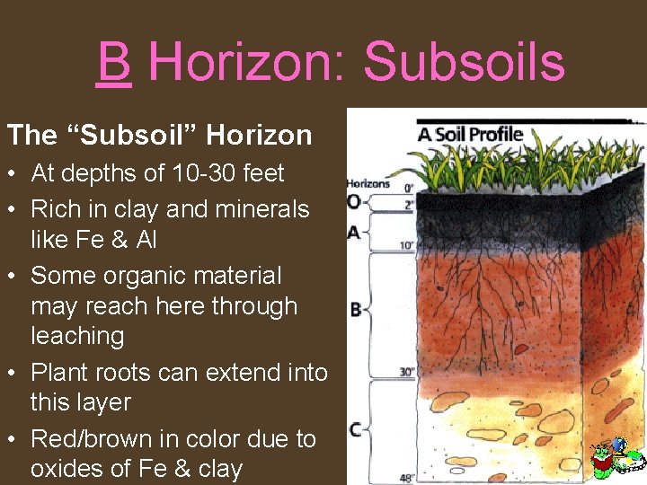 B Horizon: Subsoils The “Subsoil” Horizon • At depths of 10 -30 feet •