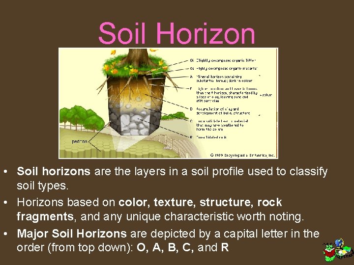 Soil Horizon • Soil horizons are the layers in a soil profile used to