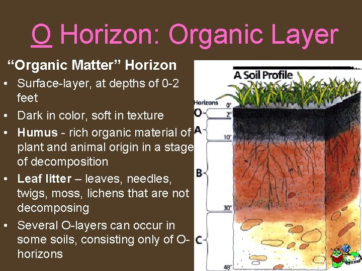 O Horizon: Organic Layer “Organic Matter” Horizon • Surface-layer, at depths of 0 -2