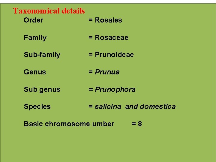 Taxonomical details Order = Rosales Family = Rosaceae Sub-family = Prunoideae Genus = Prunus