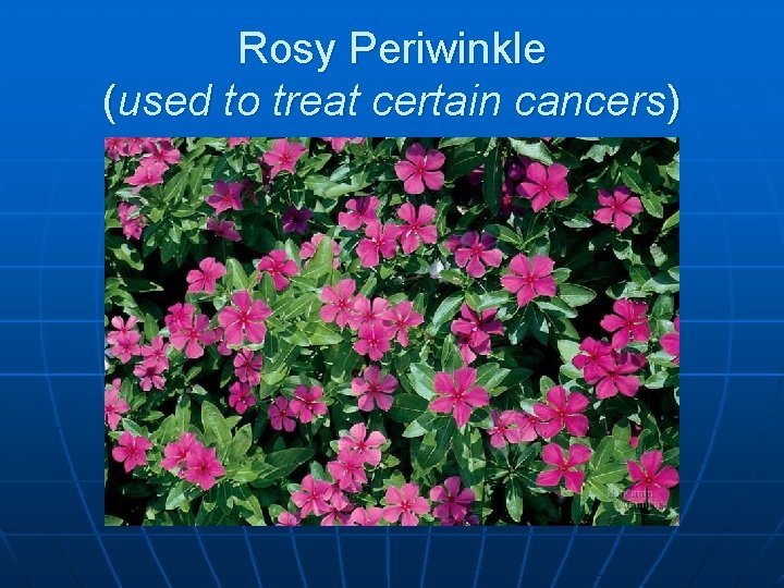 Rosy Periwinkle (used to treat certain cancers) 