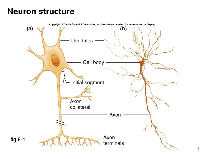 Neuron structure fig 6 -1 1 