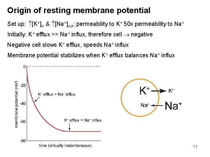 Origin of resting membrane potential Set up: [K+]in & [Na+]out; permeability to K+ 50
