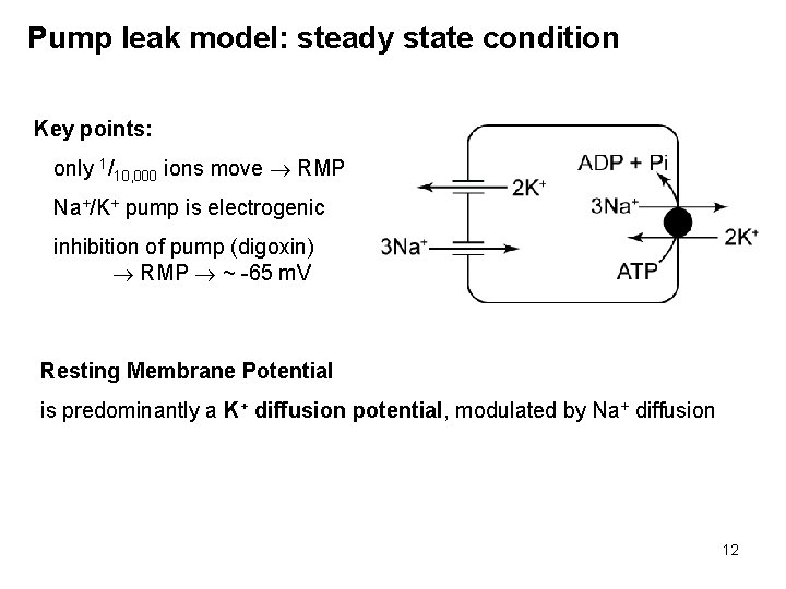 Pump leak model: steady state condition Key points: only 1/10, 000 ions move RMP