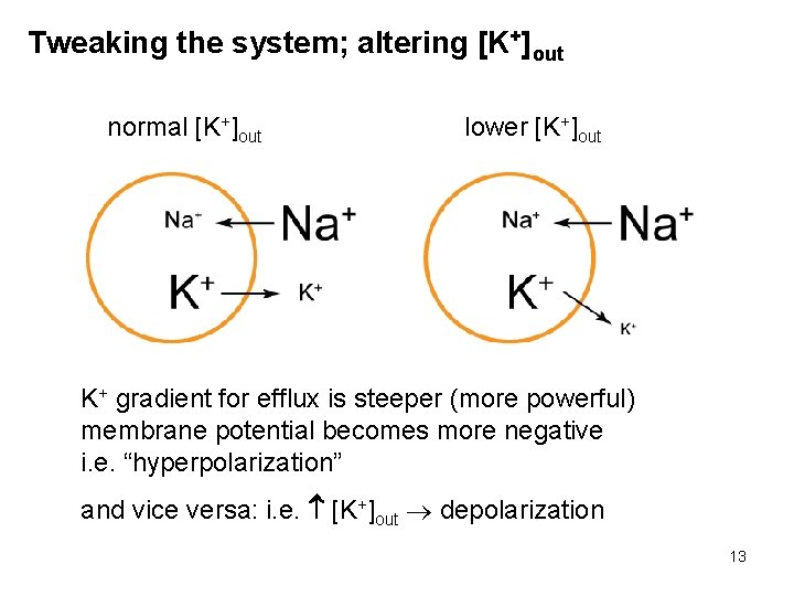 Tweaking the system; altering [K+]out normal [K+]out lower [K+]out K+ gradient for efflux is