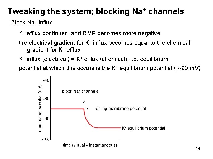 Tweaking the system; blocking Na+ channels Block Na+ influx K+ efflux continues, and RMP