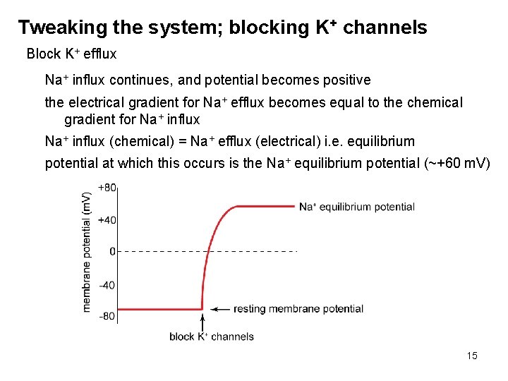 Tweaking the system; blocking K+ channels Block K+ efflux Na+ influx continues, and potential