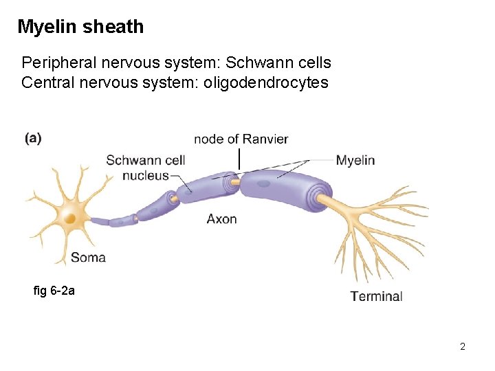 Myelin sheath Peripheral nervous system: Schwann cells Central nervous system: oligodendrocytes fig 6 -2