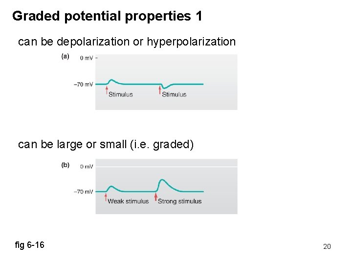 Graded potential properties 1 can be depolarization or hyperpolarization can be large or small