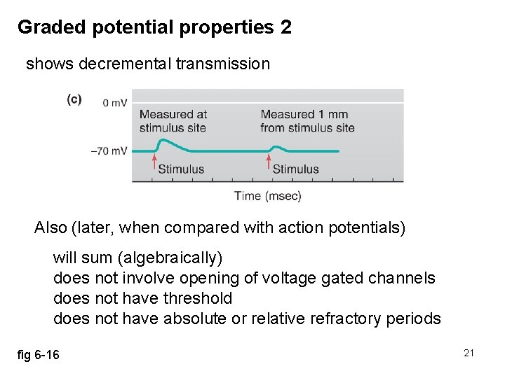 Graded potential properties 2 shows decremental transmission Also (later, when compared with action potentials)