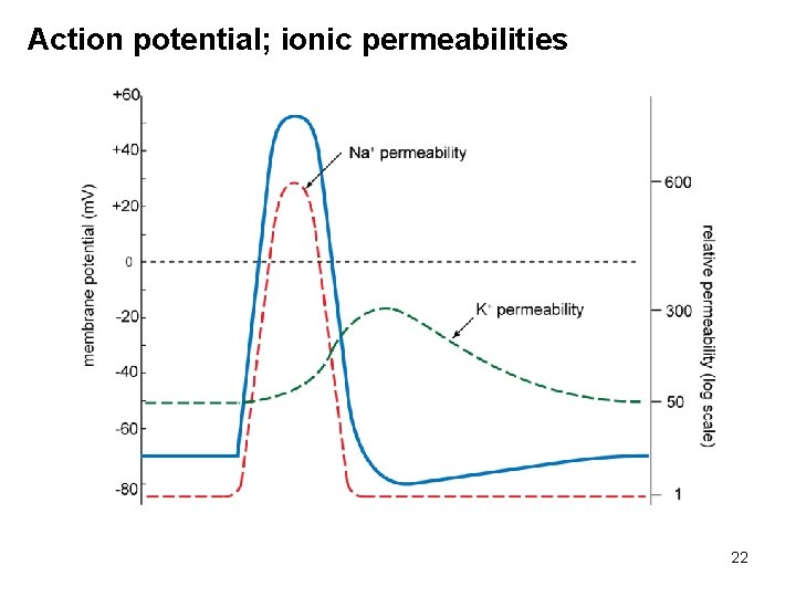 Action potential; ionic permeabilities 22 