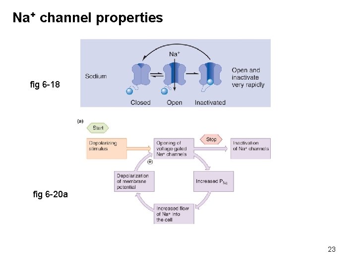 Na+ channel properties fig 6 -18 fig 6 -20 a 23 