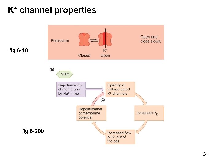 K+ channel properties fig 6 -18 fig 6 -20 b 24 