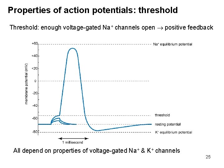 Properties of action potentials: threshold Threshold: enough voltage-gated Na+ channels open positive feedback All