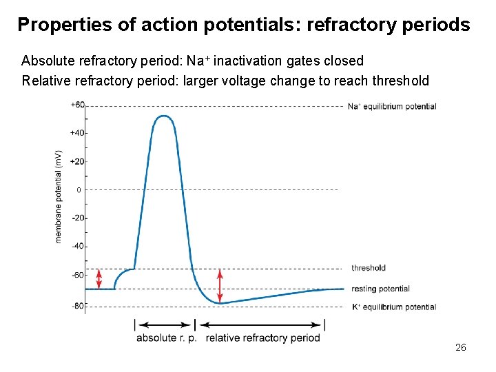 Properties of action potentials: refractory periods Absolute refractory period: Na+ inactivation gates closed Relative