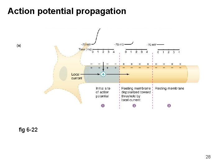 Action potential propagation fig 6 -22 28 