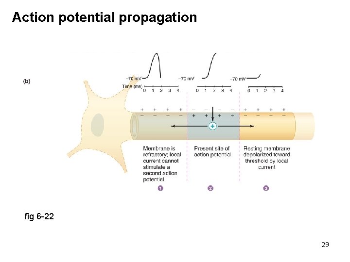 Action potential propagation fig 6 -22 29 
