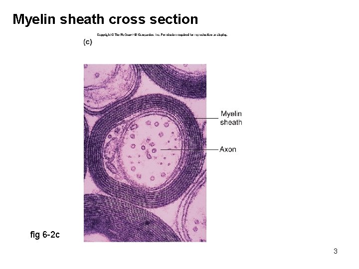 Myelin sheath cross section fig 6 -2 c 3 