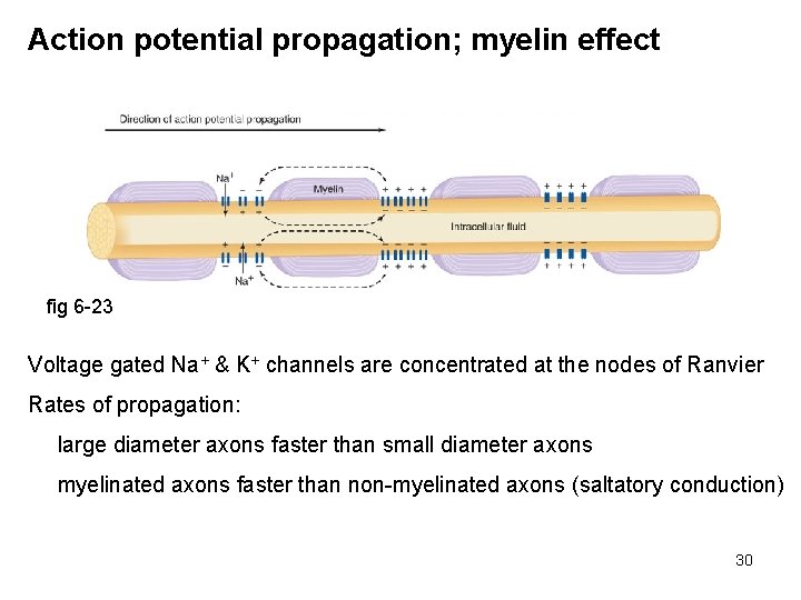 Action potential propagation; myelin effect fig 6 -23 Voltage gated Na+ & K+ channels