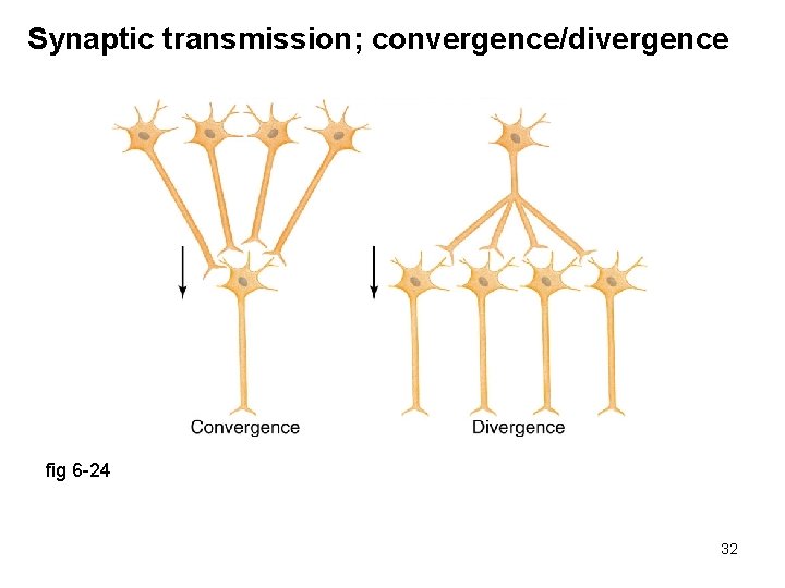 Synaptic transmission; convergence/divergence fig 6 -24 32 