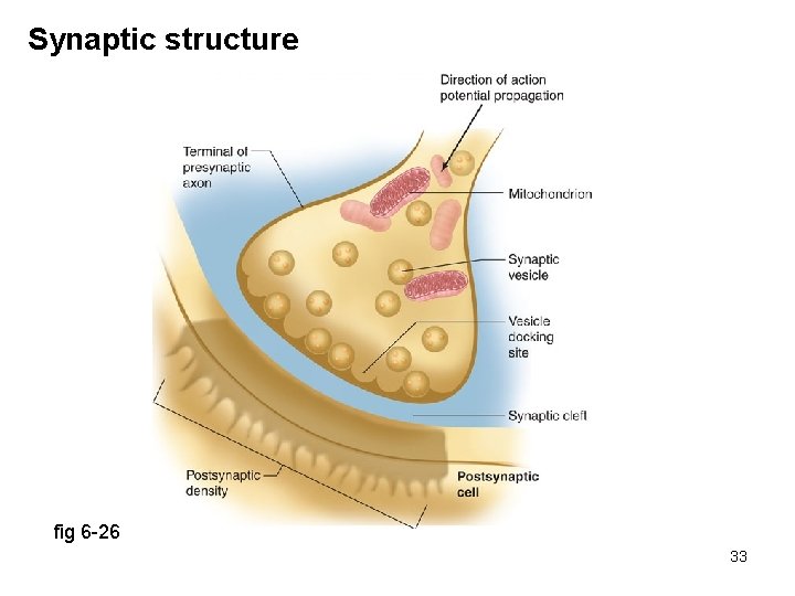Synaptic structure fig 6 -26 33 