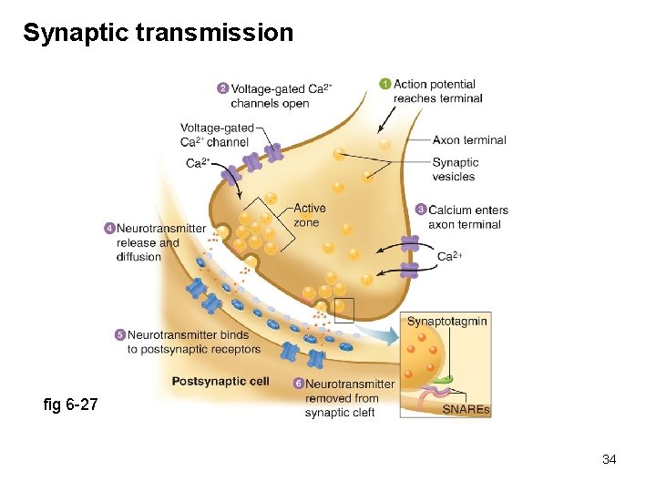 Synaptic transmission fig 6 -27 34 