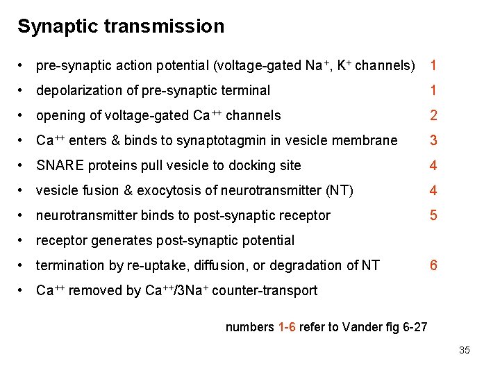 Synaptic transmission • pre-synaptic action potential (voltage-gated Na+, K+ channels) 1 • depolarization of
