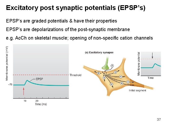 Excitatory post synaptic potentials (EPSP’s) EPSP’s are graded potentials & have their properties EPSP’s