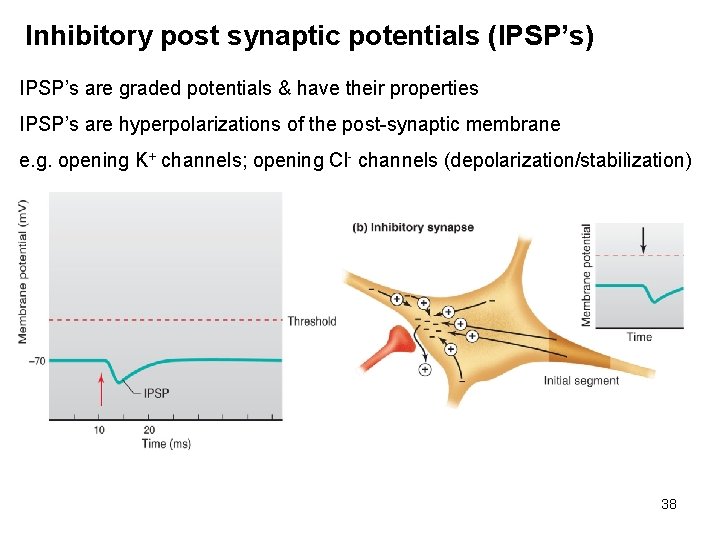 Inhibitory post synaptic potentials (IPSP’s) IPSP’s are graded potentials & have their properties IPSP’s