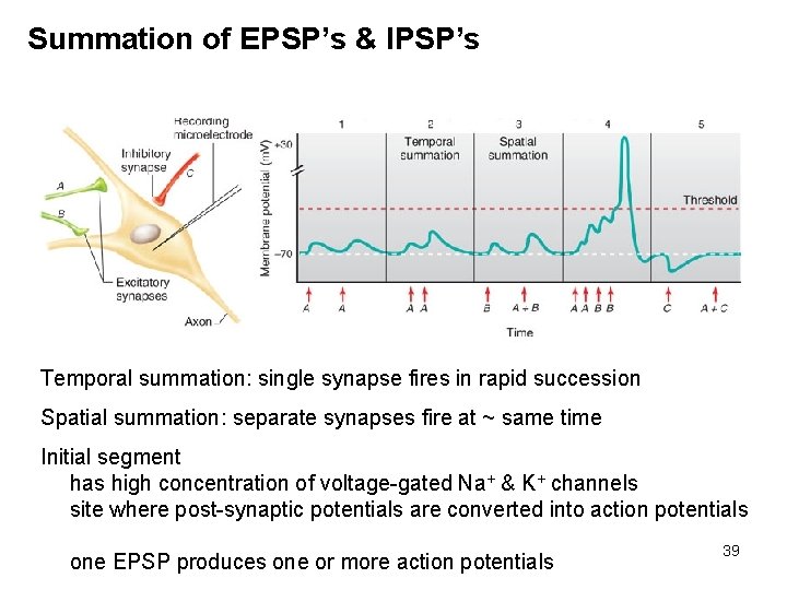 Summation of EPSP’s & IPSP’s Temporal summation: single synapse fires in rapid succession Spatial