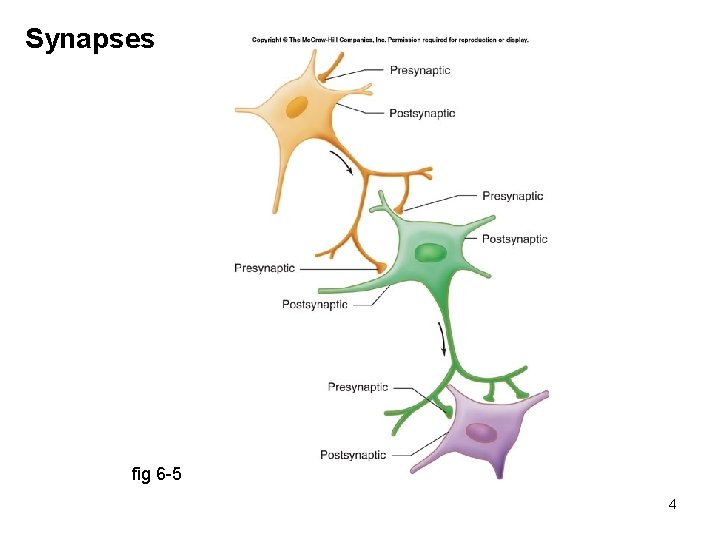 Synapses fig 6 -5 4 