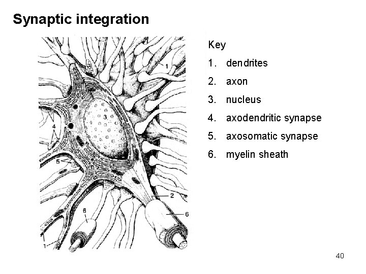 Synaptic integration Key 1. dendrites 2. axon 3. nucleus 4. axodendritic synapse 5. axosomatic